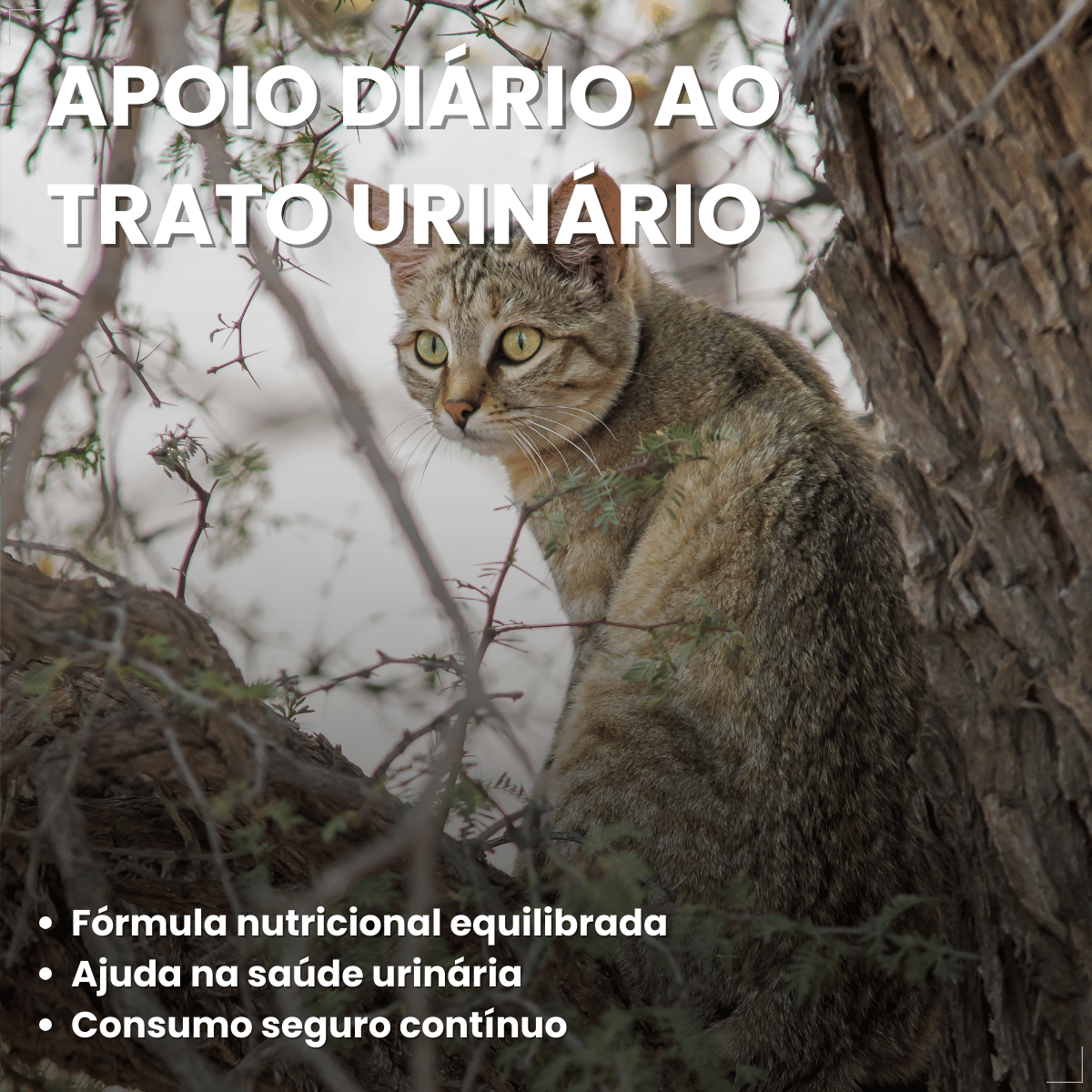 Kit 10 Ração Úmida para Gatos Adultos WHISKAS Lata Patê 290g